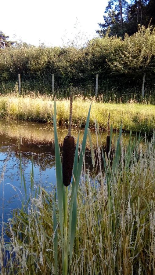 Luxe Woodlodge In Een Prachtige En Bosrijke Omgeving Bornerbroek Bagian luar foto